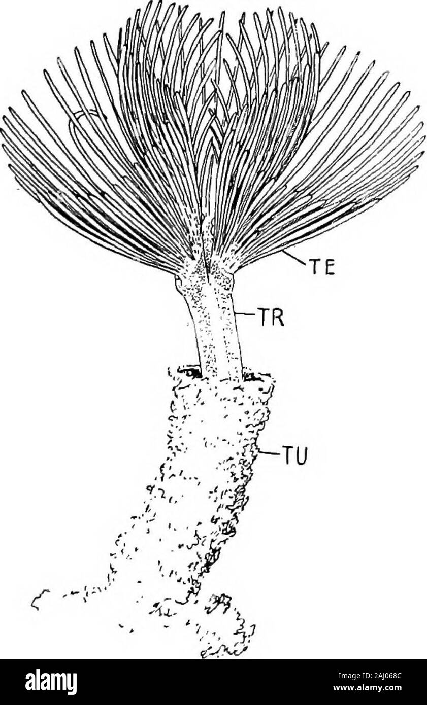 Outlines of zoology . Fig. 127.—Actinotrocha orlarva of Phoronis.—AfterMasterman. The mouth is overhung by theprominent pre-oral hood; theanus is at the other end of thebody. Behind the mouth is aring of ciliated tentacles. SP.f the nerve ganglion in thehood; N.G., the nerve gan-glion of the region called collarregion by Masterman; CNR.,nerve-ring, at base of tentacles. POLYZOA. 249 red cells. The body cavity is well developed, and is divided intochambers. The sexes are united; and the larva, known as Acting. Fig, 128.—Phoronis, much enlarged,rjf., Trunk; T^., tentacles ; rt^., tube. trocha, u Stock Photo