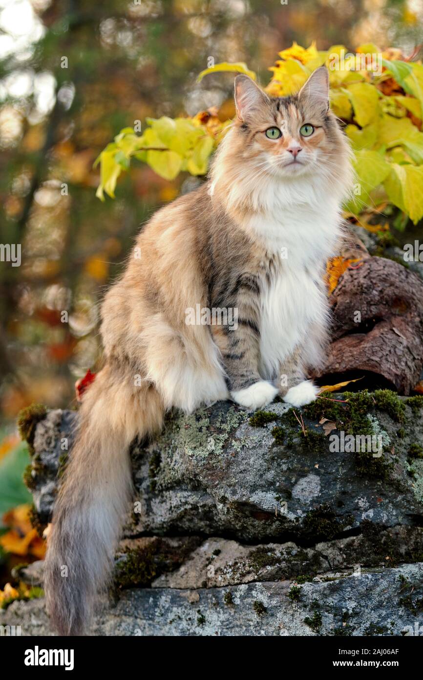 A norwegian forest cat female sitting on a stone in colorful autumn day