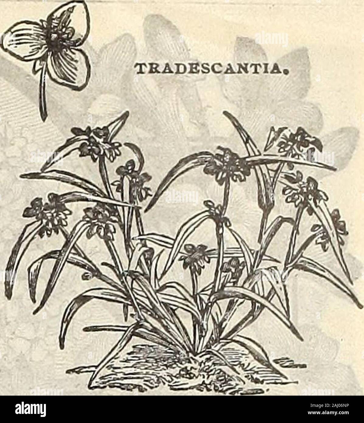 Farm and garden annual : spring 1907 . $2.00 THERMOMPSIS.A genus of very showy, hardy plants, not so weltknown as they deserve to be. T. Caroliniana—3 feet, June and July. An ex-ceedingly showy plant, producing long spikesof yellow flowers; very desirable. Each 15c; per doz •. $1.50 TRADESCANTIA—Spiderwort.Handsome plants of very easy culture, thriving inalmost any soil, whether wet or dry, and can be de-pended upon to bloom from early summer till latein^fall.T. Virglniea—2 feet. Violet purple flowers; a very fine bloomer; each 15c; per doz $1.50 TRITOMA—Red-Hot Poker.A very stately and exceed Stock Photo