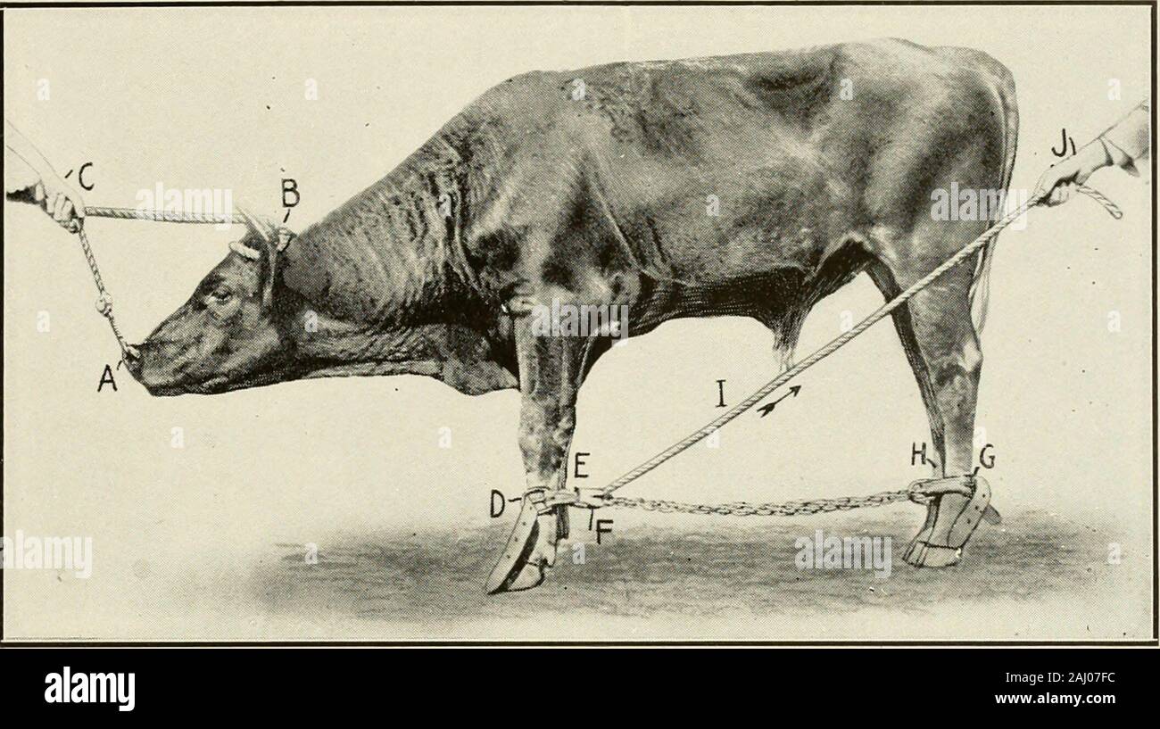 Castrated bull hires stock photography and images Alamy