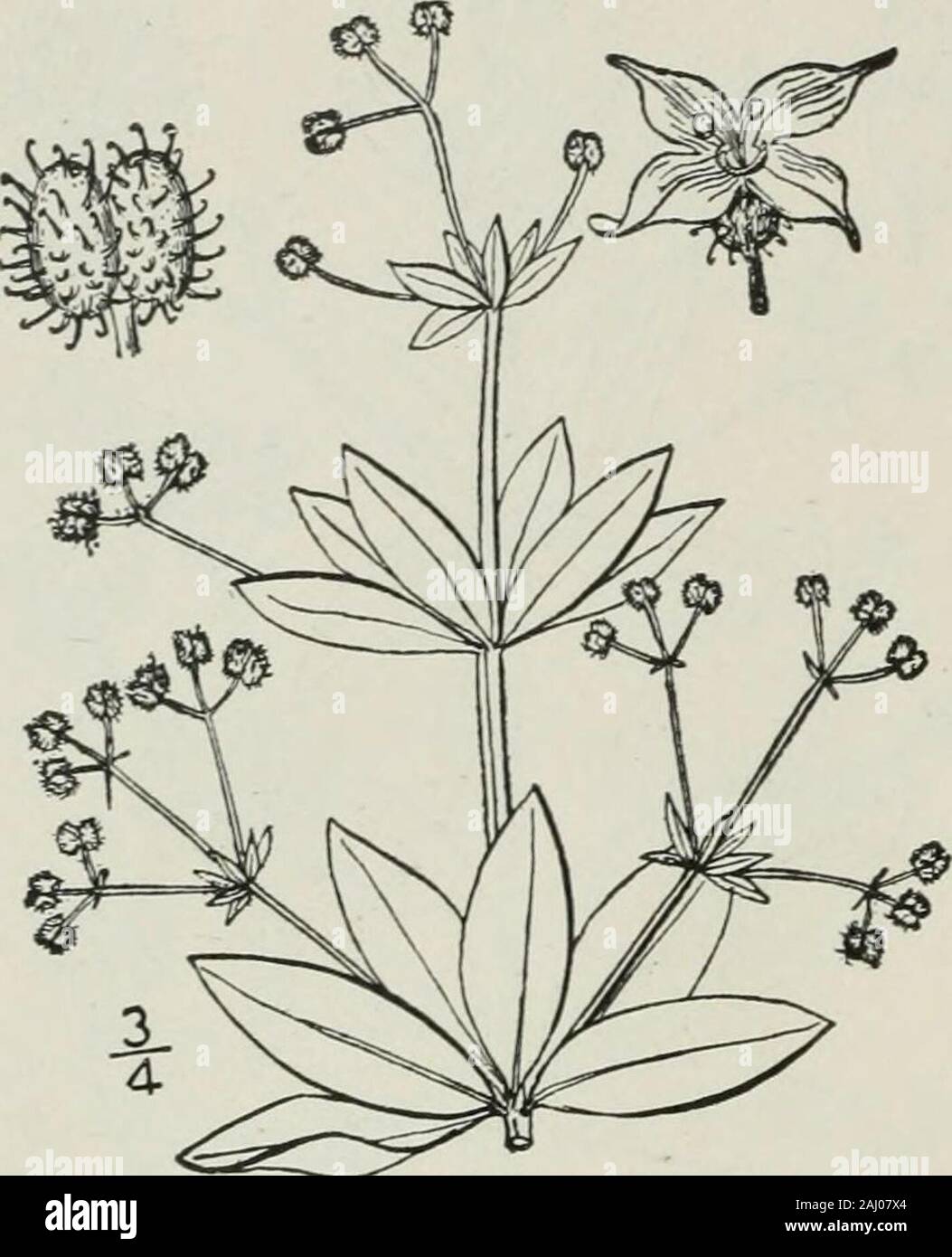 An illustrated flora of the northern United States, Canada and the British possessions : from Newfoundland to the parallel of the southern boundary of Virginia and from the Atlantic Ocean westward to the 102nd meridian . 262 RUBIACEAE. Vol. III.. 12. Galium triflorum Michx. Sweet-scented or Fragrant Bedstraw.Fig- 3939- Galium triflorum Michx. Fl. Bor. Am. i : 80. 1803. Perennial, diffuse, procumbent, or ascending,glabrous or nearly so, shining, fragrant in drying,the stems and margins of the leaves sometimesroughened. Leaves in 6s, narrowly oval orslightly oblanceolate, i-nerved, cuspidate at Stock Photo