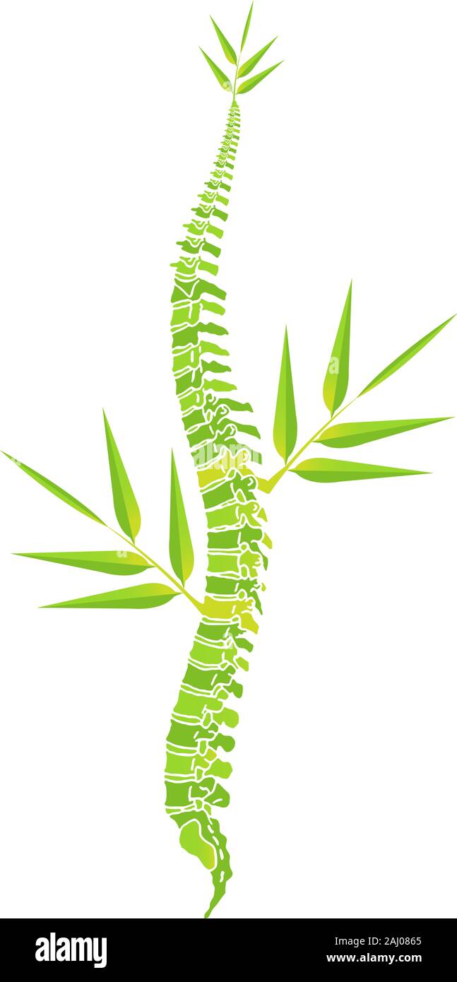 Bamboo spine Cut Out Stock Images & Pictures Alamy
