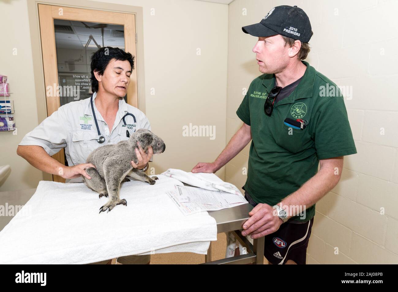 Australia koala hospital hires stock photography and images Alamy