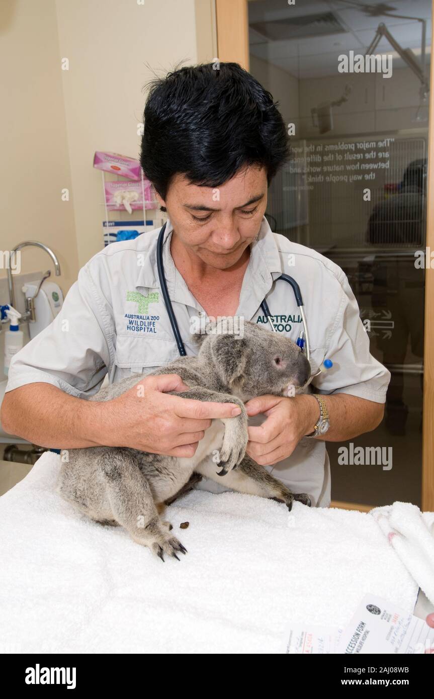 Veterinary nurse, Lee Pirini examines Angelo a rescued wild koala at