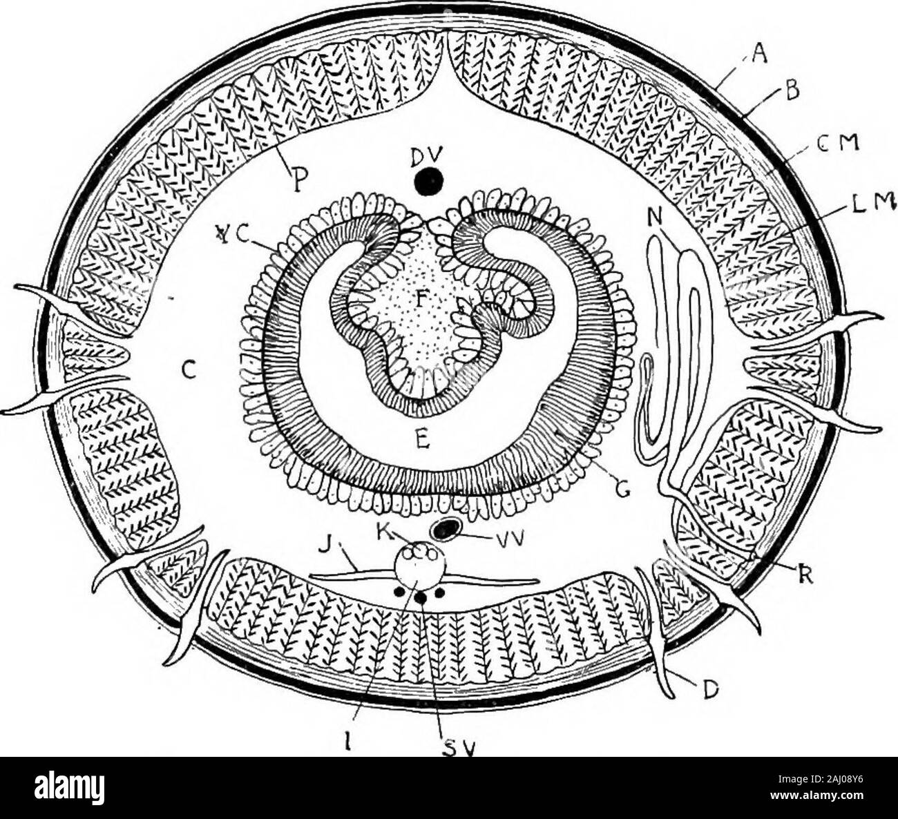 Annelida Earthworm Drawing