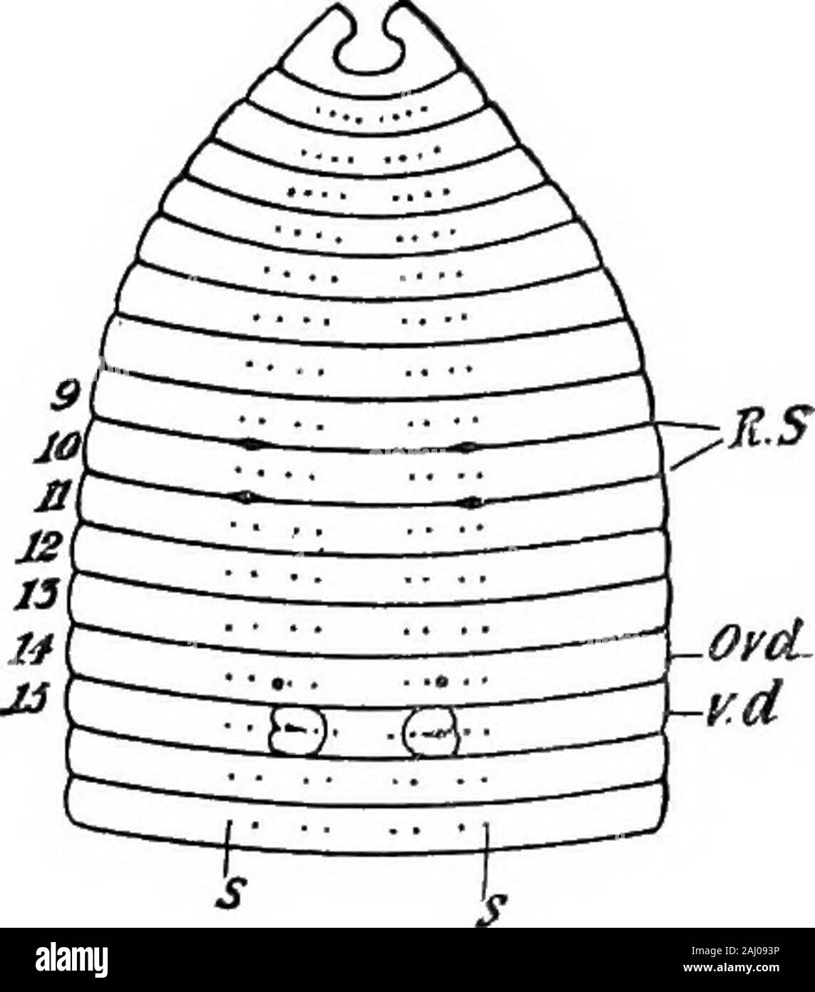 Outlines of zoology . ormfrom its hole. As each of the four longitudinal rows is double, thereare obviously eight bristles to each ring. On the skin of the ventral EARTHWORM. 213 surface there are not a few special apertures, which.should be looked for on a full-grown worm ; but careful examination of several specimens is usually necessary. Almost always plain on the 15th ring are the two swollen lips of the male ducts, less dibtinct on the 14th are the apertures of the oviducts through which the eggs pass, while on each side, between segments 9 and 10, 10 and II, are the openings of two recep Stock Photo