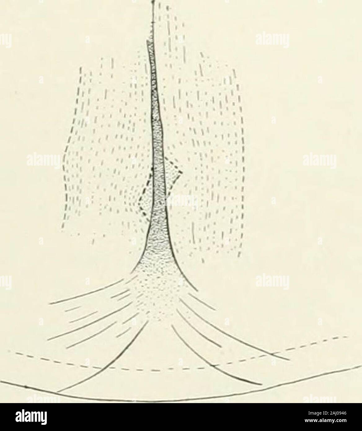Journal of experimental zoology . Fig. 5. Fig. 5 128 E. A. Andreius ...