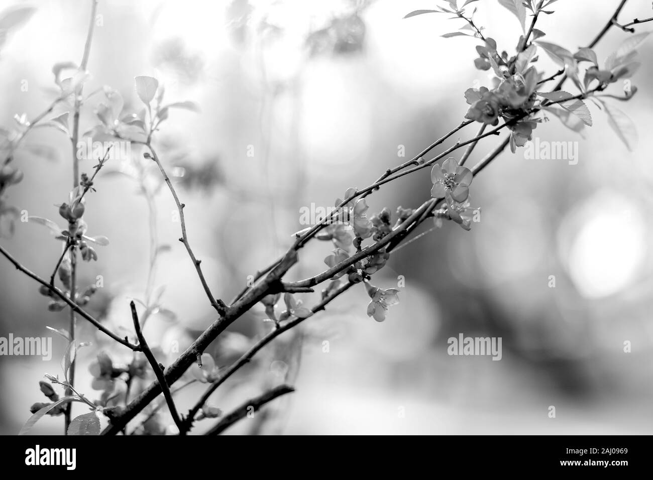 Nature background with wonderful pink blossomed spring flowers on tree branches. Natural beauty wallpaper. Black and white photography Stock Photo