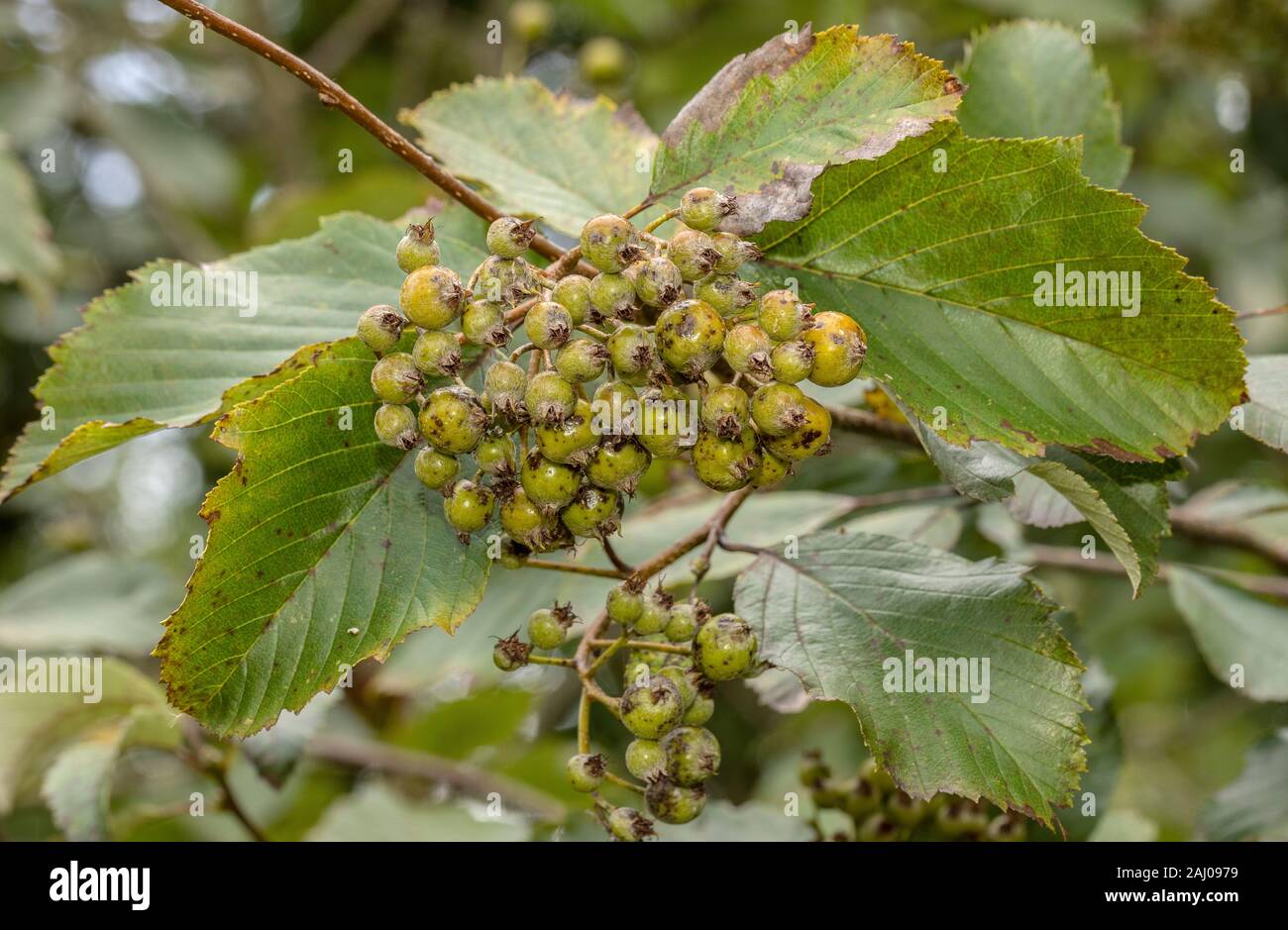 Bristol whitebeam, Avon Leigh Woods, Bristol, Sorbus