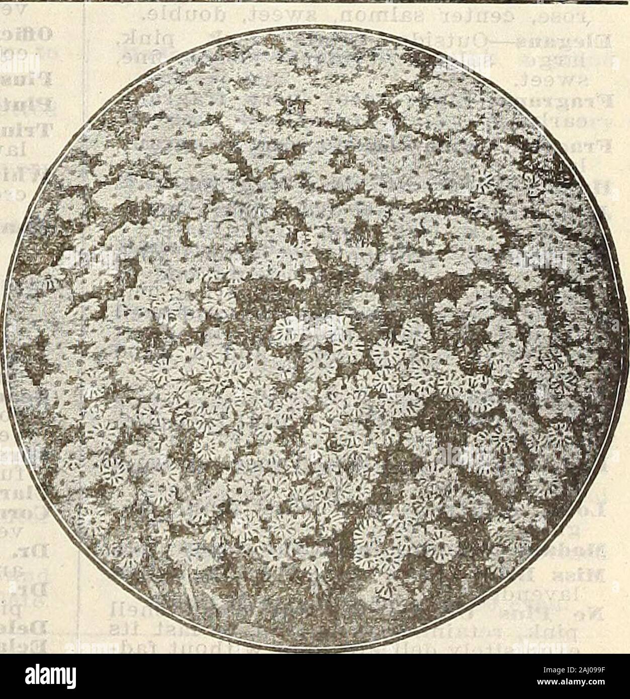 Farm and garden annual : spring 1907 . fine, dense and procumbent foliage andthe profusion of their flowers wliich. in earlysummer, create a blaze of color difhcult todescribe. P. Amoena—6-inches. May. Pretty bright pinkstar-like flowers. P. Sulnilata—6 inches, May. An elegant va-riety. The flowers, are a delicate flesh pink,with darker shade towards the center.Plach 10c; per doz. $1.00. PYRETHRUM—Feverfew. p. Uliginosum (Giant Ox-Eye Daisy)—4 to 5feet. September and October. This is In-deed a magnificent plant and- one of thevery finest for tlie lierbaceous border forsupplying cut flowers in Stock Photo