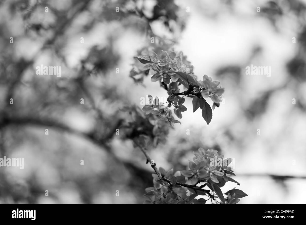 Nature background with wonderful blossomed spring flowers on tree branches. Natural beauty. Black and white photography Stock Photo