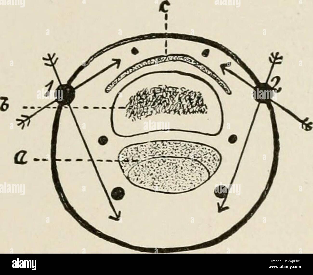 Local and regional anesthesia; with chapters on spinal, epidural
