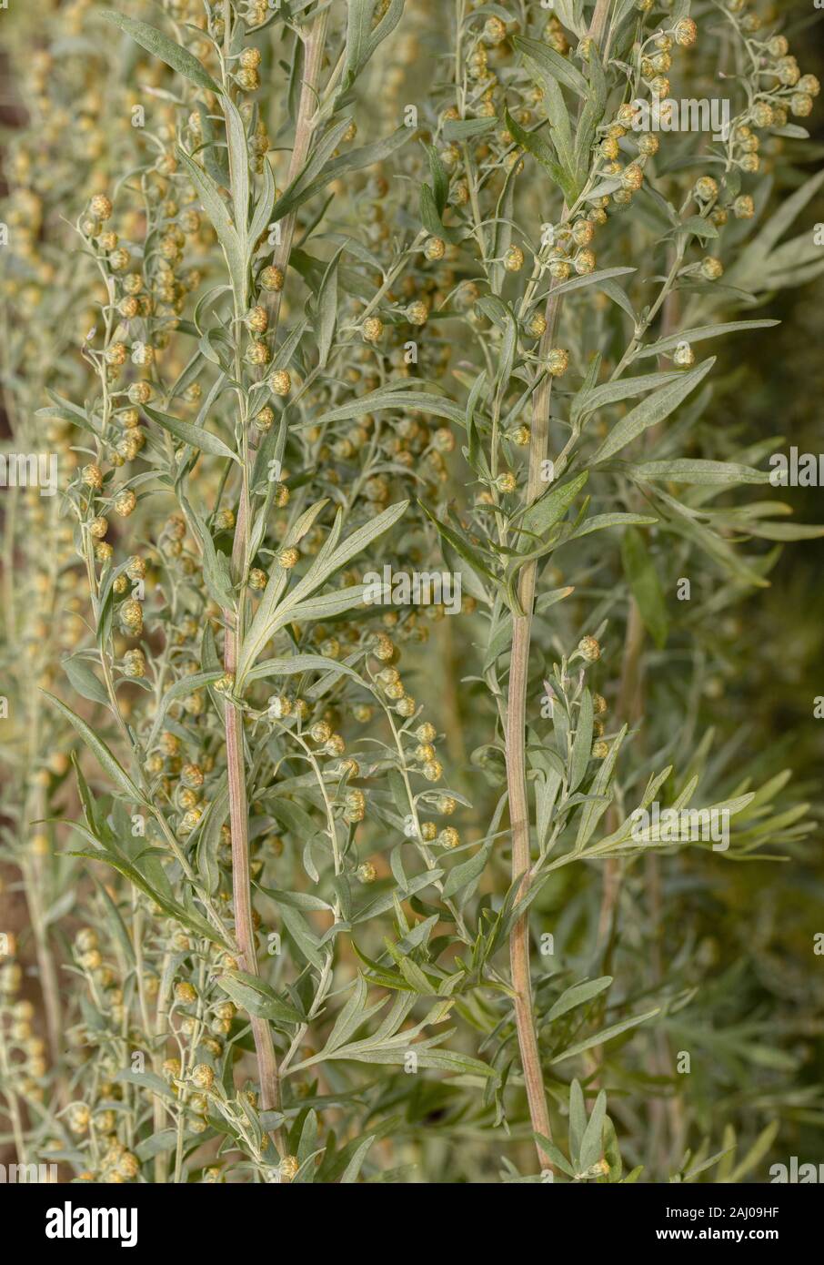 Wormwood, Artemisia absinthium, in flower. Medicinal and ornamental plant. Stock Photo