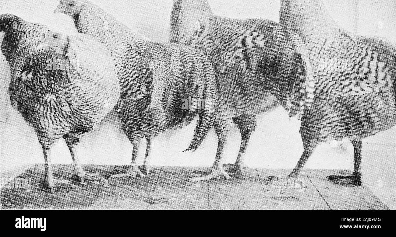 Dollars and sense in the poultry business .. . a. CANT STOP STUDYING These are mighty good and valuablelessons, and should prove very helpfulto any one who handles poultry in anyway. The greatest fault I find withyour Course is that it is so interest ngthat it is hard to leave off studyingthem.—Otis P. Smith, Maryland. NEVER LOST A BIRD I am very much pleased with thelesson on Capons and Caponizing, as well as all the lessons that I havetaken. To say I am delighted withmy success is putting it mildly. I wassurprised in not losing a bird operatedon.—Jas M. Houke, Colorado. MORE INTERESTING THAN Stock Photo