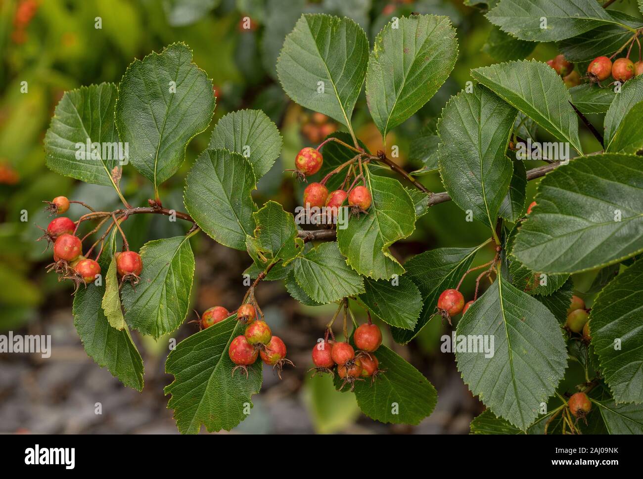 Crataegus persimilis, 'prunifolia splendens',in fruit, garden plant. Stock Photo