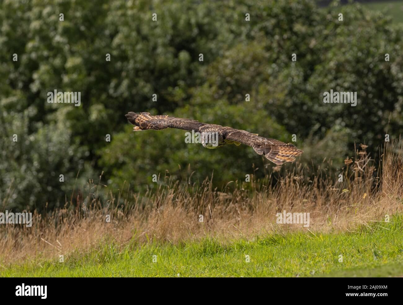 Eurasian eagle-owl, Bubo bubo, in flight. Stock Photo
