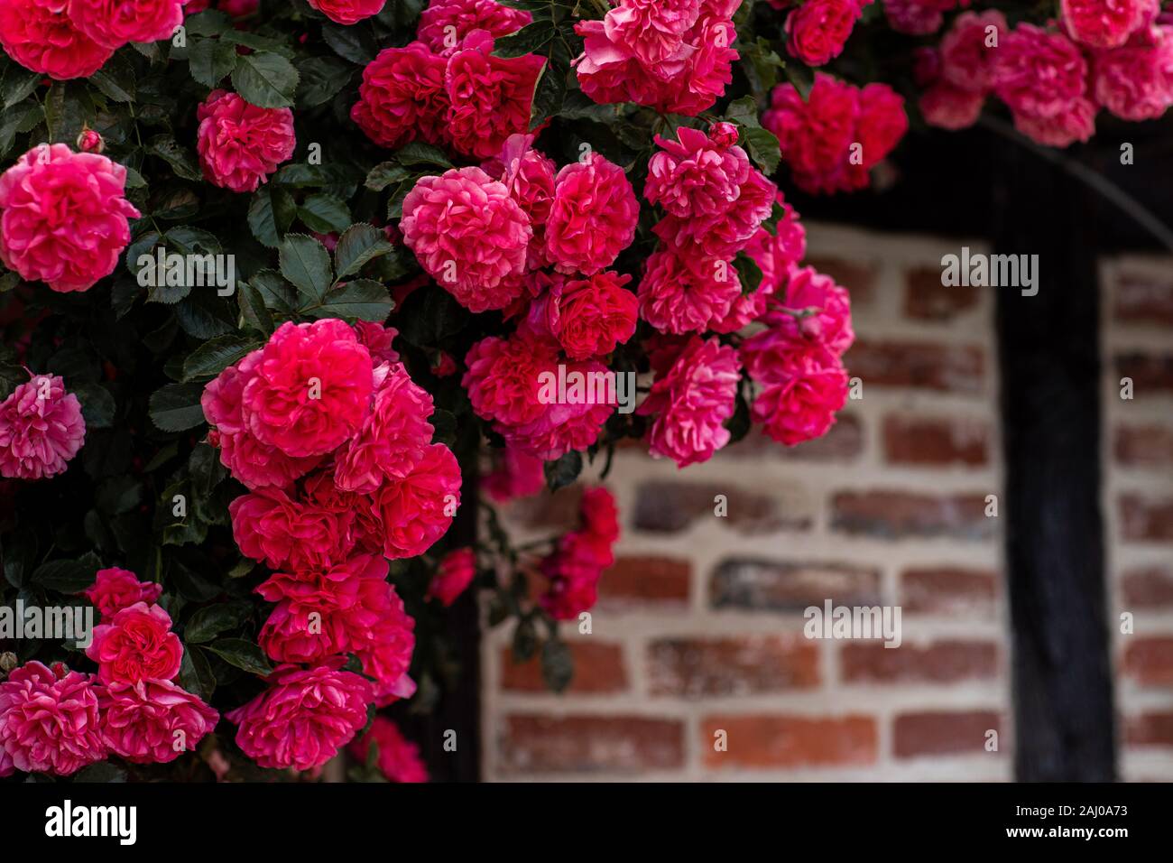Blooming bush of pink roses on a brick wall background Stock Photo - Alamy