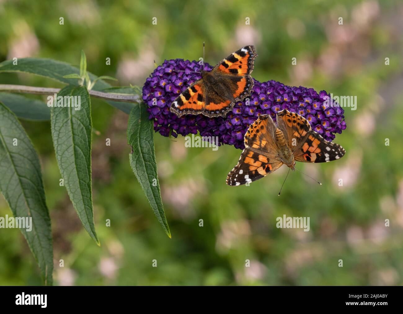 Buddleia, with masses of butterflies on: small tortoiseshell, Aglais urticae, and Painted Lady. Stock Photo