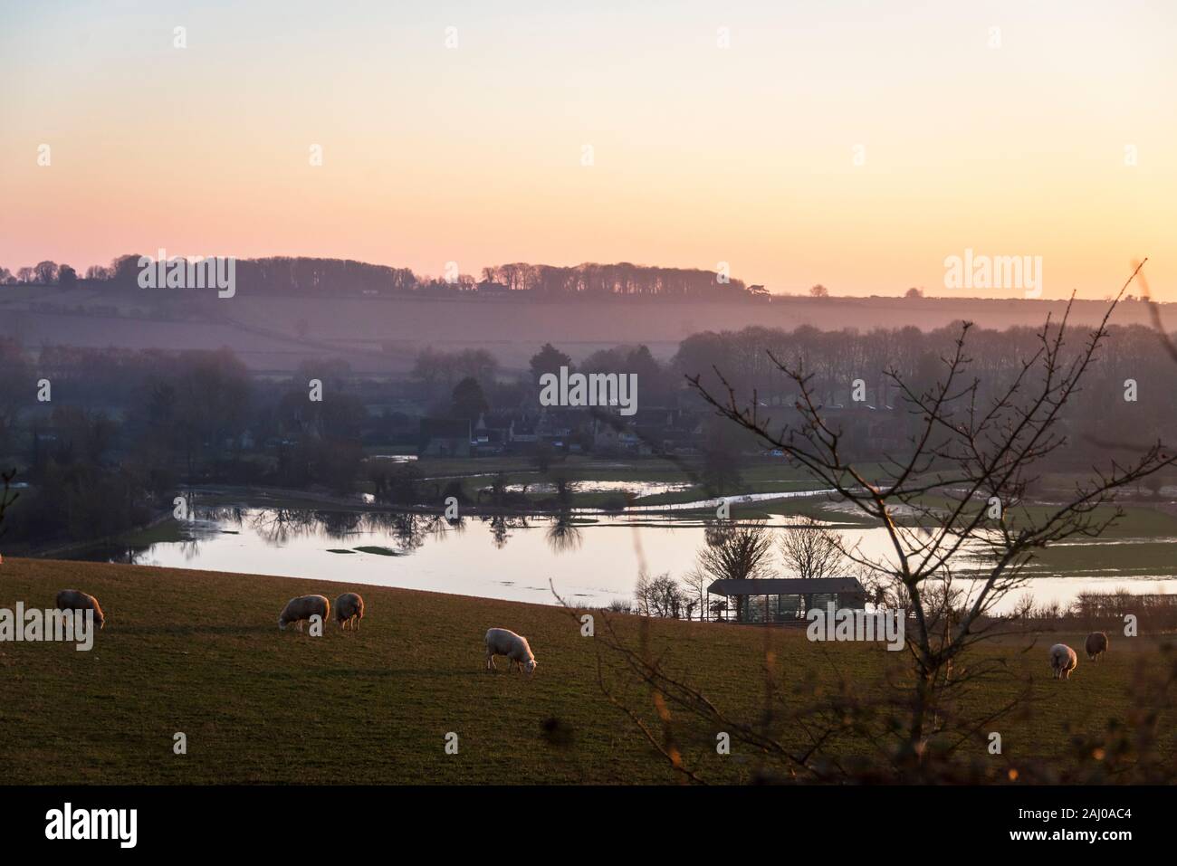 Sheep grazing above a flooded Windrush Valley. Stock Photo