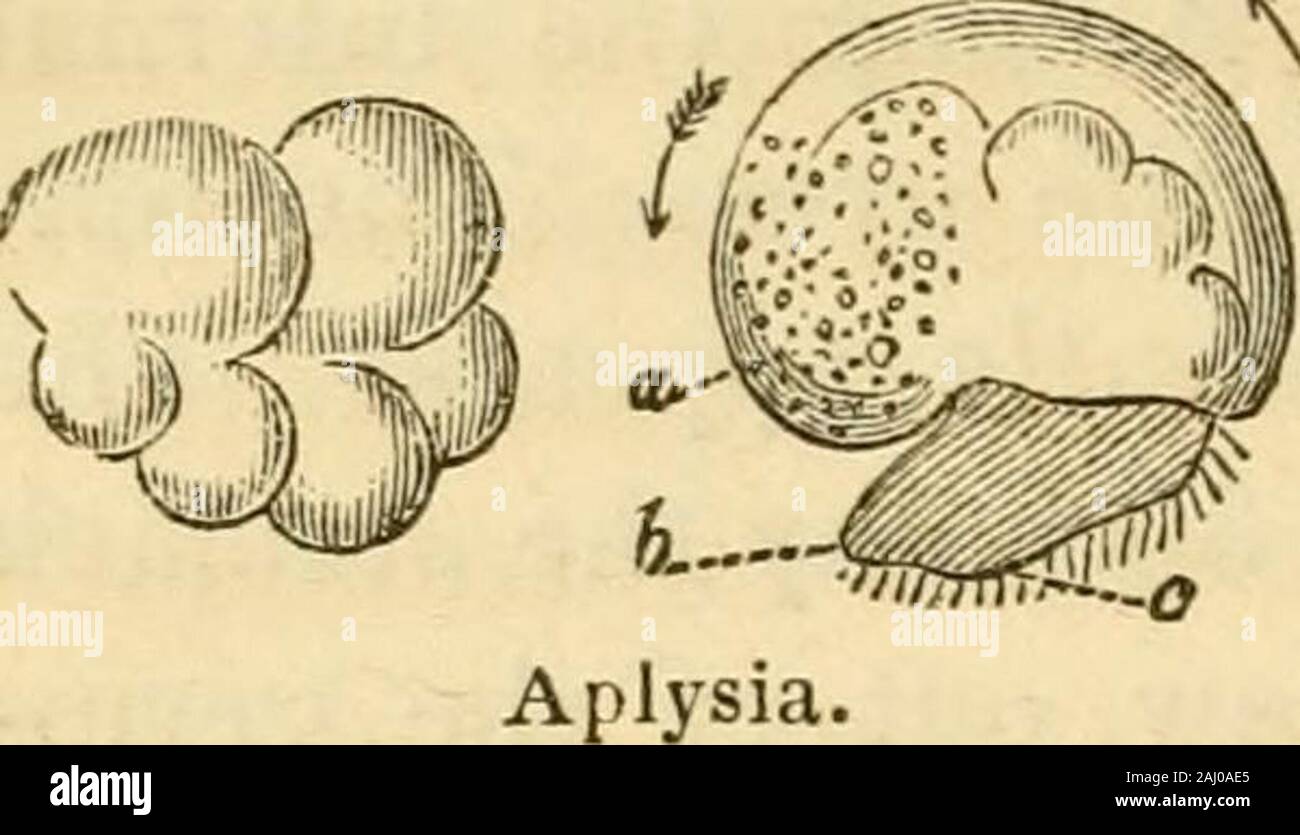 Lectures on the comparative anatomy and physiology of the invertebrate animals : delivered at the Royal College of Surgeons . words, as many germinal vesiclesincluded in the same mass of albumen and in a common chorioniccoat, have given origin to as many aggregations of vitelline cells;these, therefore, may be regarded as so many independent yollvs, ineach of which the same progressive fissiparous multiplications havebeen observed, as in the single vitellus of the ovum of the Planorbis,and of animals in general. Fig, 209. exhibits oneof these yolkleis prior to the commencement of thefissiparou Stock Photo