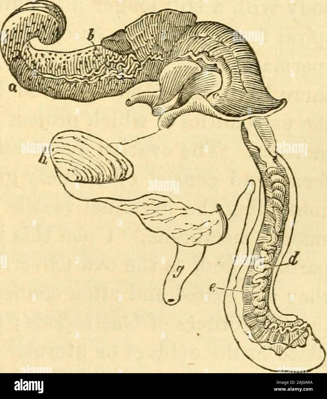 Lectures on the comparative anatomy and physiology of the invertebrate animals : delivered at the Royal College of Surgeons . and the Pectinibranchiata. In these the intromittent organ isusually of extraordinary length : it is grooved in most, perforated ina few ; capable of retraction in the Paludina, but doubled back uponthe outside of the mantle when drawn into the shell by the Buccinumand Strombus. In the Carinaria it is bifid. The internal organs of the male whelk, represented in the annexedfigure, consist simply of a testisand sperm-duct. The testis («) isof considerable size, sharing wi Stock Photo