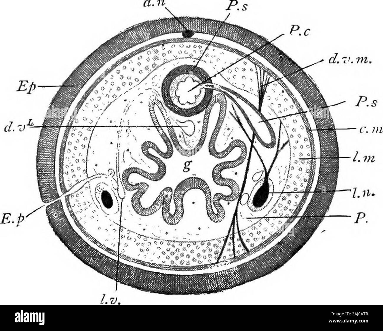 Outlines of zoology . a. Fig. 103.—Diagrammatic longitudinal sectionof a Nemertean (Amphiporus laciijioreus),dorsal view.—After MIntosh. ^.^•, Proboscis pore; 6., brain giving off tbe lateralnerve-cords («.); ^o,, oesophageal pocket: p., pro-boscis lying within its sheath;. st., stilet of proboscis ;m., retractor muscles of proboscis ; ^., gut shown inoutline at the sides of the proboscis; e., the threemain longitudinal blood vessels, which unite bothanteriorly and posteriorly. 198 UNSEGMENTED WORMS. General Account of Nemertea In appearance most Nemertines are ribbon- or thread-like, and thec Stock Photo