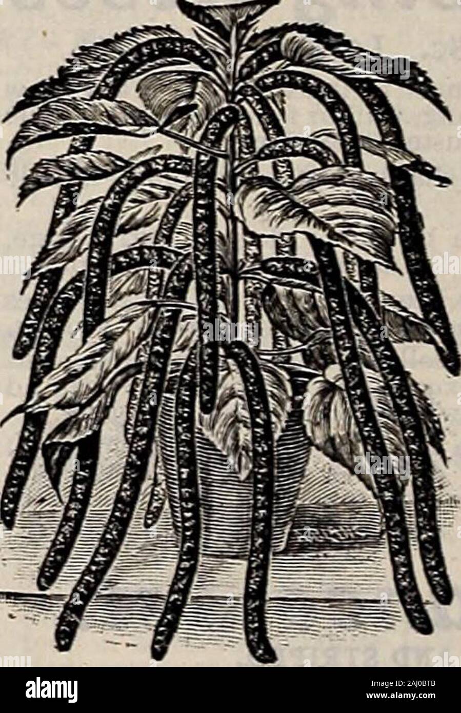 Livingston's seeds : 1902 'true blue' annual . ASPARAGUS SPRENGERI.. (Acalyphia Sanderii—A mosttinct and striking new plant; CHENILLE PLANT. Ptatycodon Grandiflorum. Chinese Bell-Flower — Bloomsthe entire season. The flower is largebell-shaped, of a deep shade of blue.An extremely rapid growing plant,will do well in any ordinary gardensoil. Perfectly hardy, making adense branching bush 2 to 3 feet high.Plants, each, loc; 2 for 25c.; 5 for 50&lt;-. Vnr^r^rt Adams Heedle—AI UCCa. tropicallookingplant, with long narrow leaves thatremain green the entire year; flowerstems, 3 to 4 feet high, bearin Stock Photo