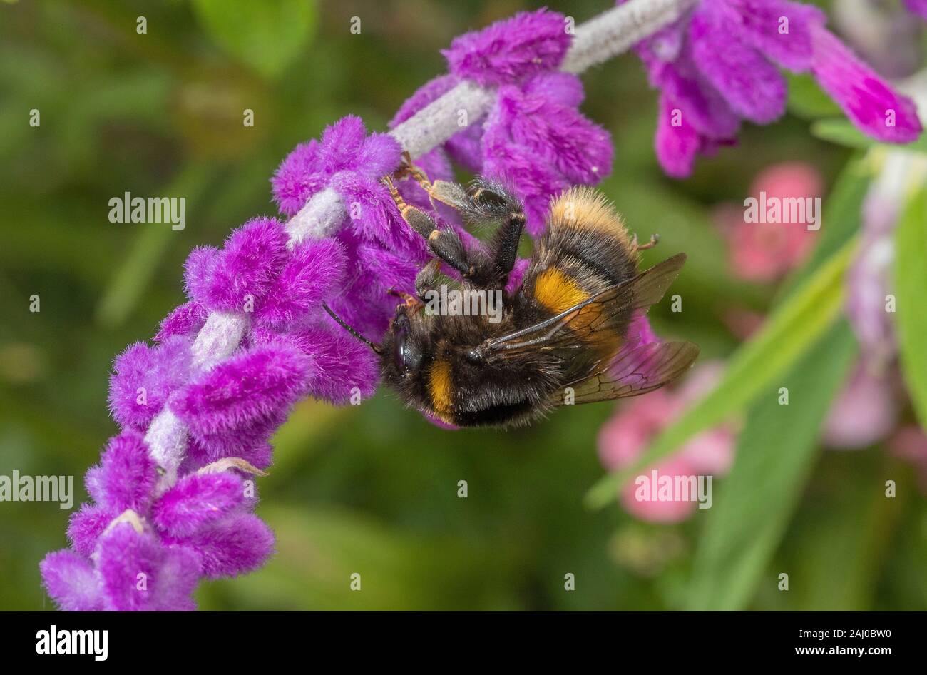 Buff-tailed bumblebee, Bombus terrestris on pink form of Mexican Bush Sage, Salvia leucantha Stock Photo