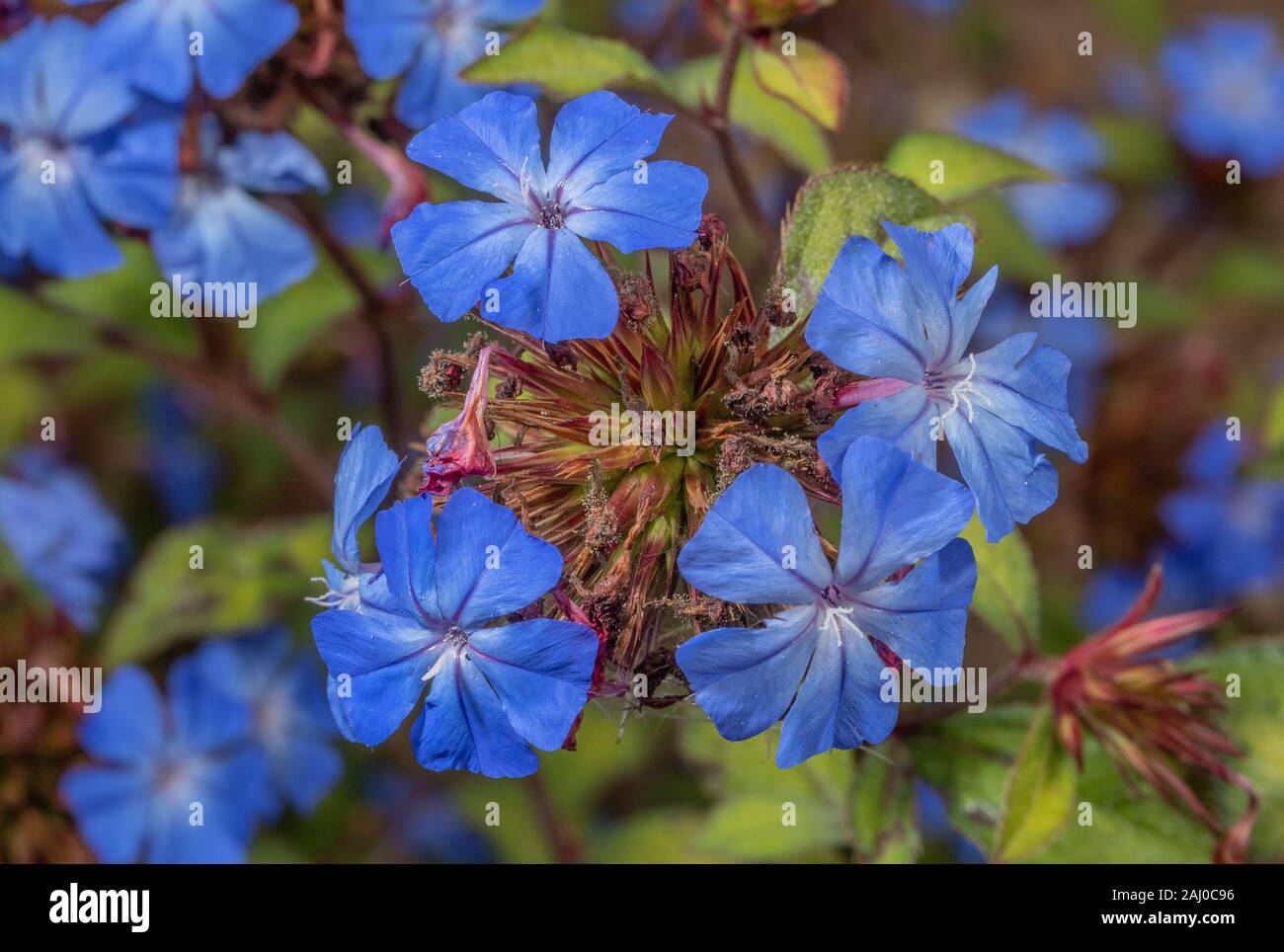 Chinese plumbago, Ceratostigma willmottianum in flower in garden border, autumn. Stock Photo