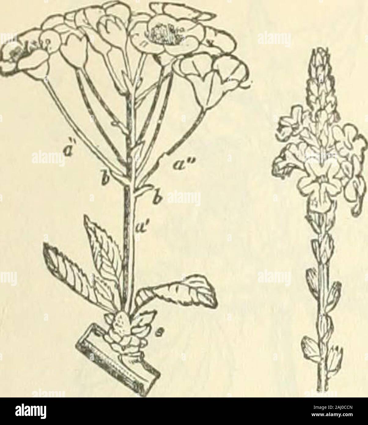 The Encyclopaedia Britannica; .. A dictionary of arts, sciences and