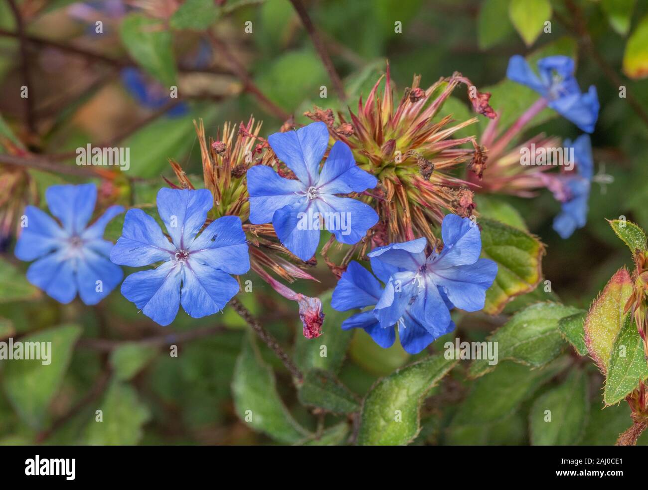 Chinese plumbago, Ceratostigma willmottianum in flower in garden border, autumn. Stock Photo