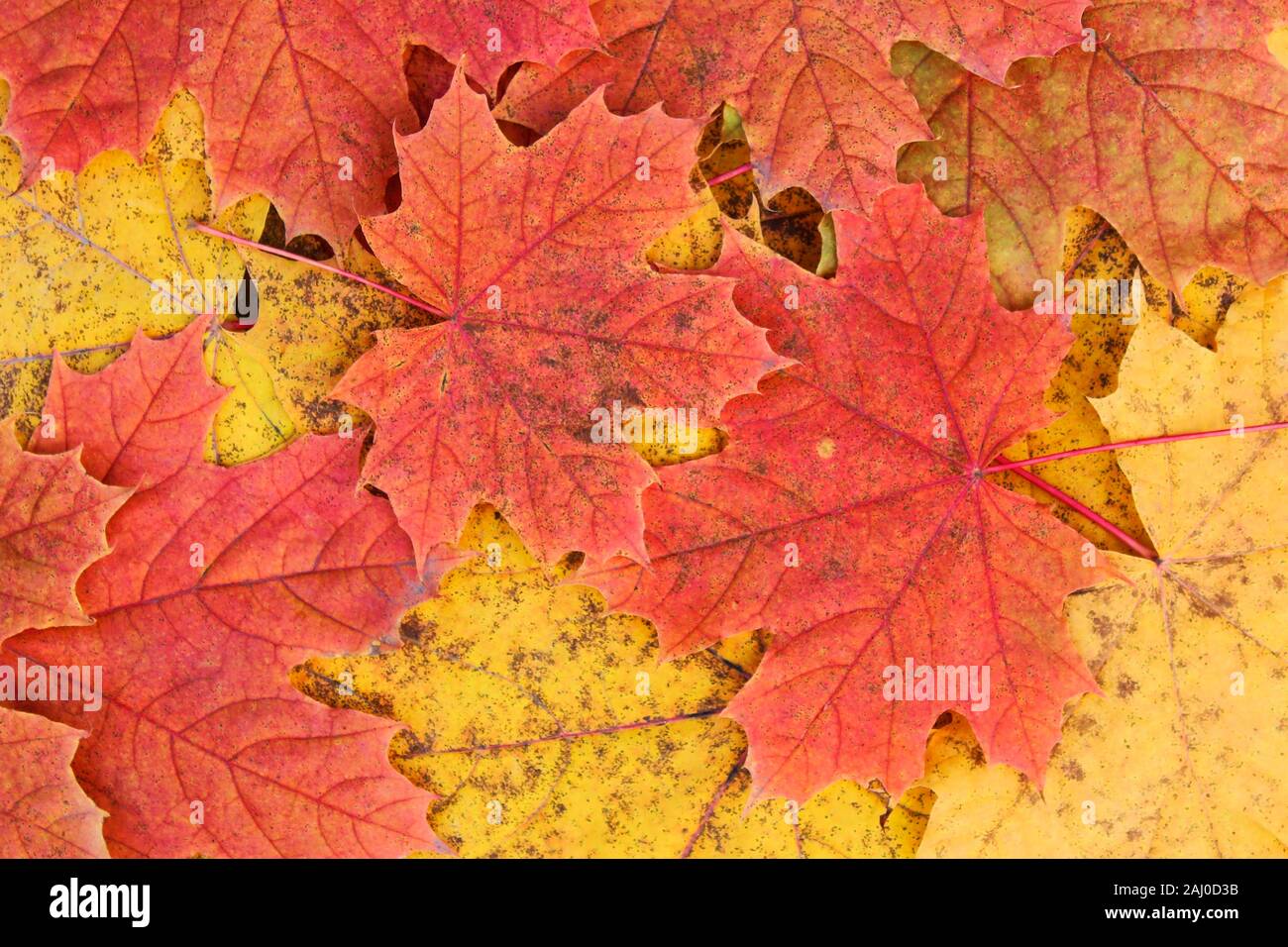 Multi-colored autumn maple leaves as a background Stock Photo