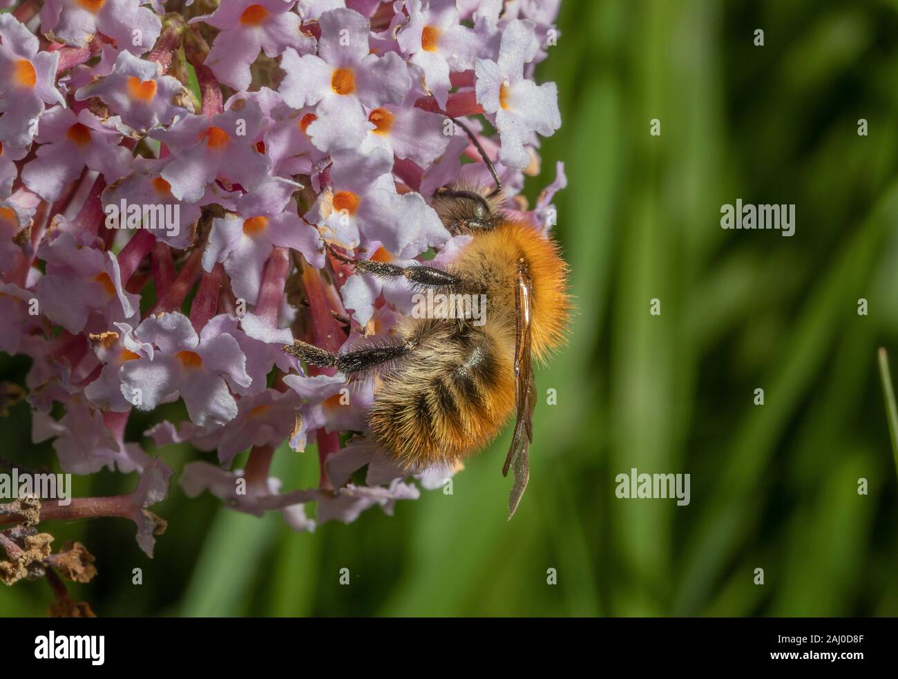 Beautiful gingery form of Common Carder Bee, Bombus pascuorum, brown-banded carder bee, visiting Buddleia flowers, South Devon. Stock Photo