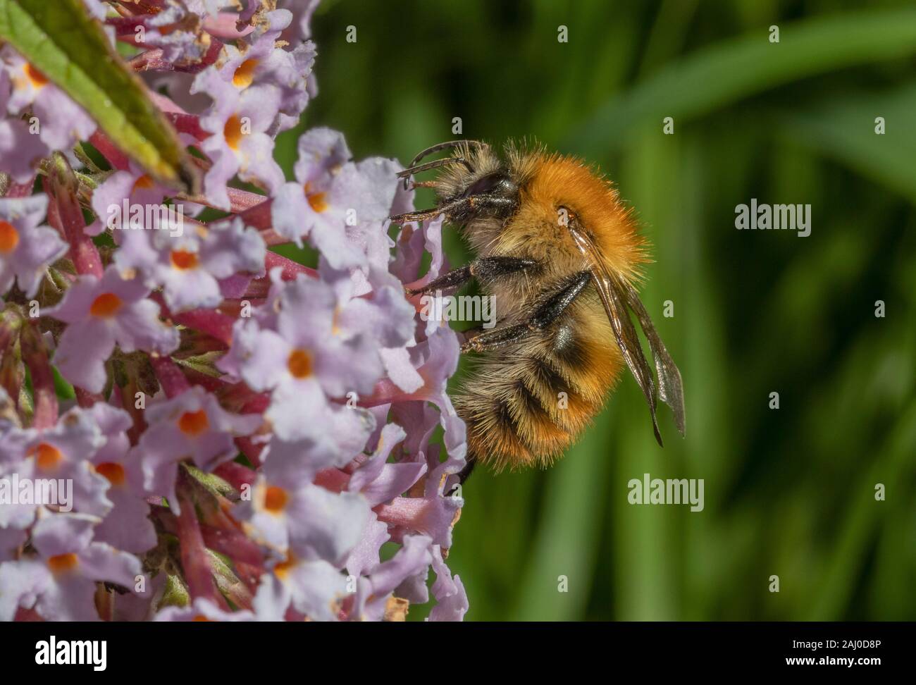 Beautiful gingery form of Common Carder Bee, Bombus pascuorum, brown ...