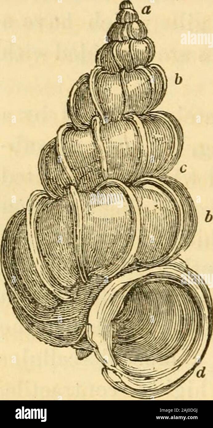 Lectures on the comparative anatomy and physiology of the invertebrate animals : delivered at the Royal College of Surgeons . lla). The apex of the cone is always oblique andexcentric; directed in the Limpets towards the head, but in otherGastropods towards the opposite extremity of the body. Theconical univalve shell is generally spirally convoluted, sometimes inthe same plane, e.g. Planorbis, but more usually in an obliquedirection. The apex of the shell (a) is formed by the nucleus, orpart developed in the egg : it is maramillated in Fiisus mitiquus.The spiral turns of the shell {h h) are c Stock Photo
