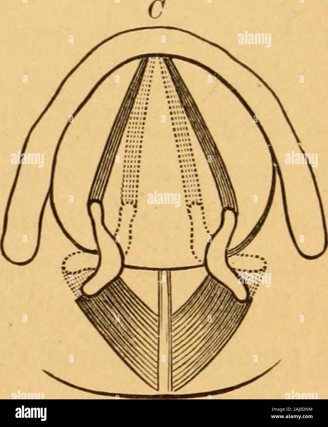 A manual of diseases of the nose and throat . Diagrammatic representation of the action of the laryngeal muscles upon the arytenoid cartilages and vocal cords. (Schroetter.) A. Action of thyro-arytenoidei externi. B. Action of arytenoideus. C. Action of crico-arytenoidei postici. The thyro-arytenoidei interni relax the cords; and theary-epiglottici, when contracted, markedly narrow theentrance into the larynx. It must be remembered thatthis is not the glottis, for the entrance to the larynx isfrom a quarter to half an inch above the vocal cords.The mucous membrane of the larynx, except that ov Stock Photo