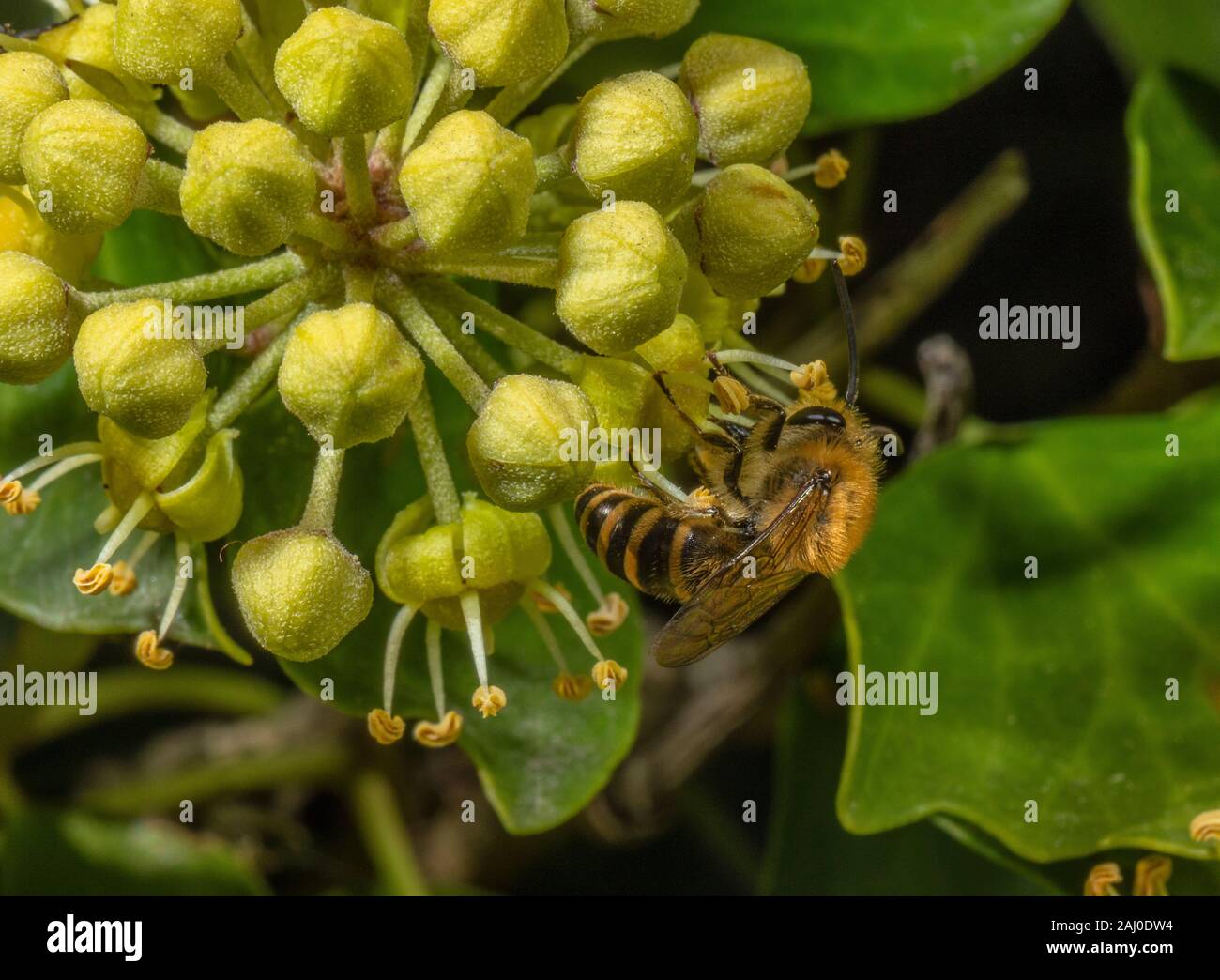 Ivy Bee, Colletes hederae feeding on Ivy flowers in autumn, South Devon