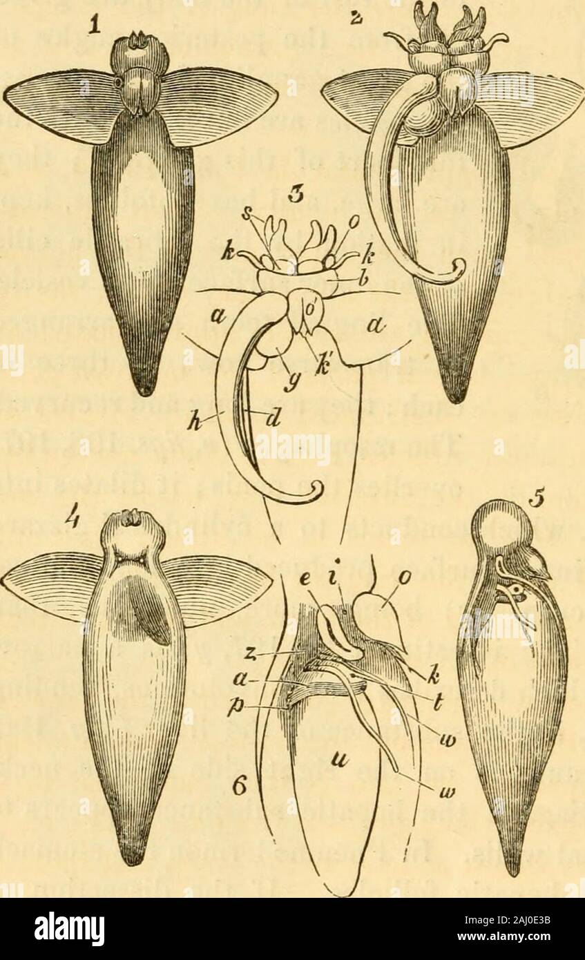 Lectures on the comparative anatomy and physiology of the invertebrate animals : delivered at the Royal College of Surgeons . o,and its posterior lobe k;the fins a, a ; the gene-rative pouch g ; and theprotruded intromittentorgan h, along the con-cave side of which runsthe generative duct d. 4shows the animal fromthe dorsal aspect, withthe cephalic lobes con-tracted. 5 and 6 showthe animal, as seen fromthe right side with thefins cut off, so as to ex-pose e the long orifice ofthe accessory generativepouch; i the proper generative pore, and t, the anus: p is the con-strictor cervicis muscle ; o Stock Photo