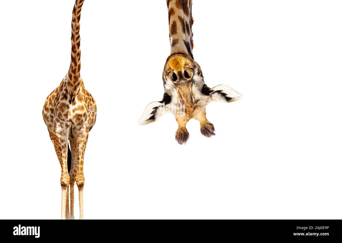 Giraffe with long head look upside down on white Stock Photo