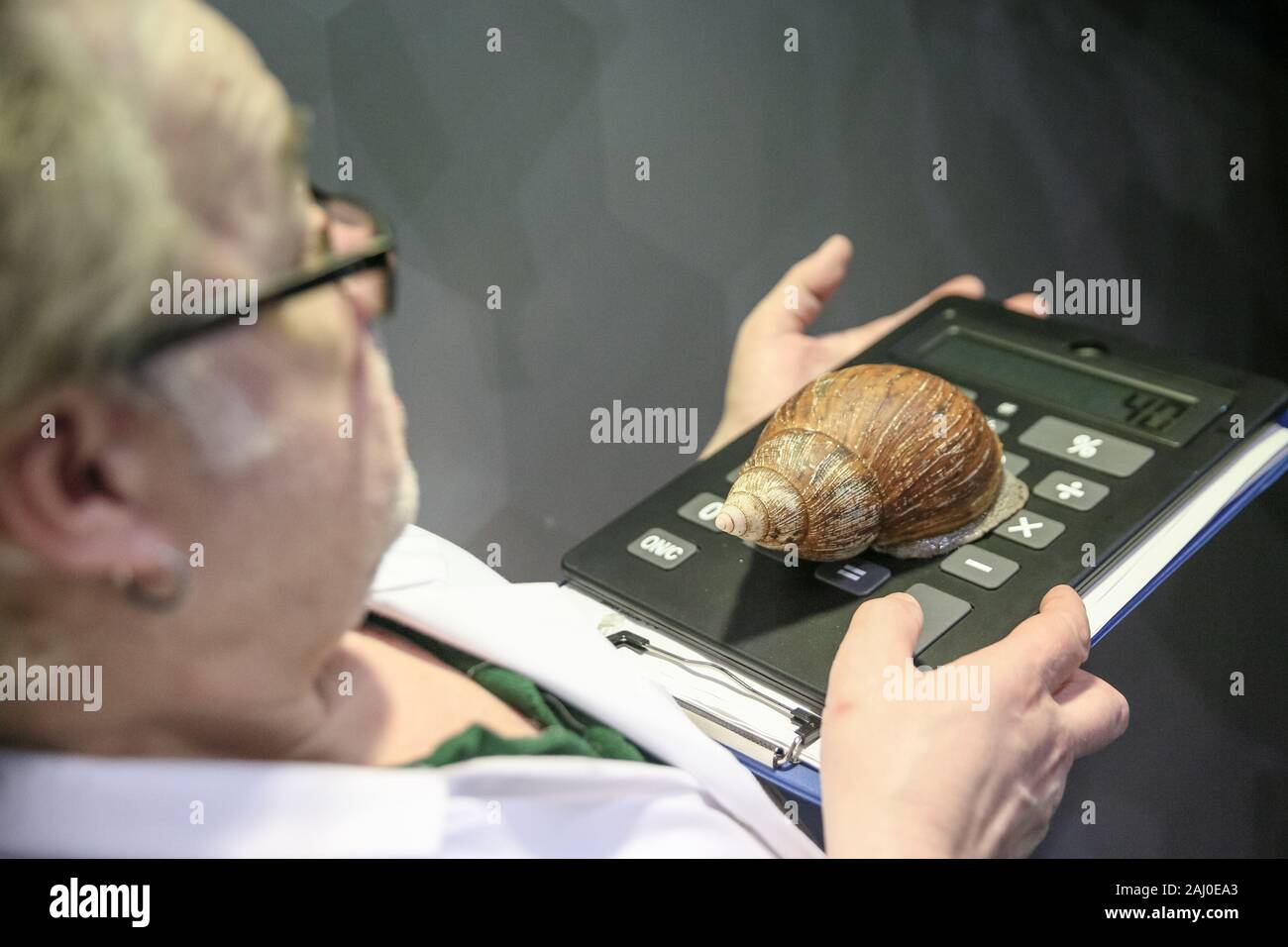 ZSL London Zoo, 2nd Jan 2020. Keeper Craig Walker measures up a Great African Land Snail. Zookeepers at ZSL London Zoo are ready to count the animals at the Zoo’s annual stocktake. Caring for more than 500 different species, ZSL London Zoo’s keepers once again face the challenging task of tallying up every mammal, bird, reptile, fish and invertebrate at the Zoo.The annual audit is requirement for the zoo's license. Credit: Imageplotter/Alamy Live News Stock Photo