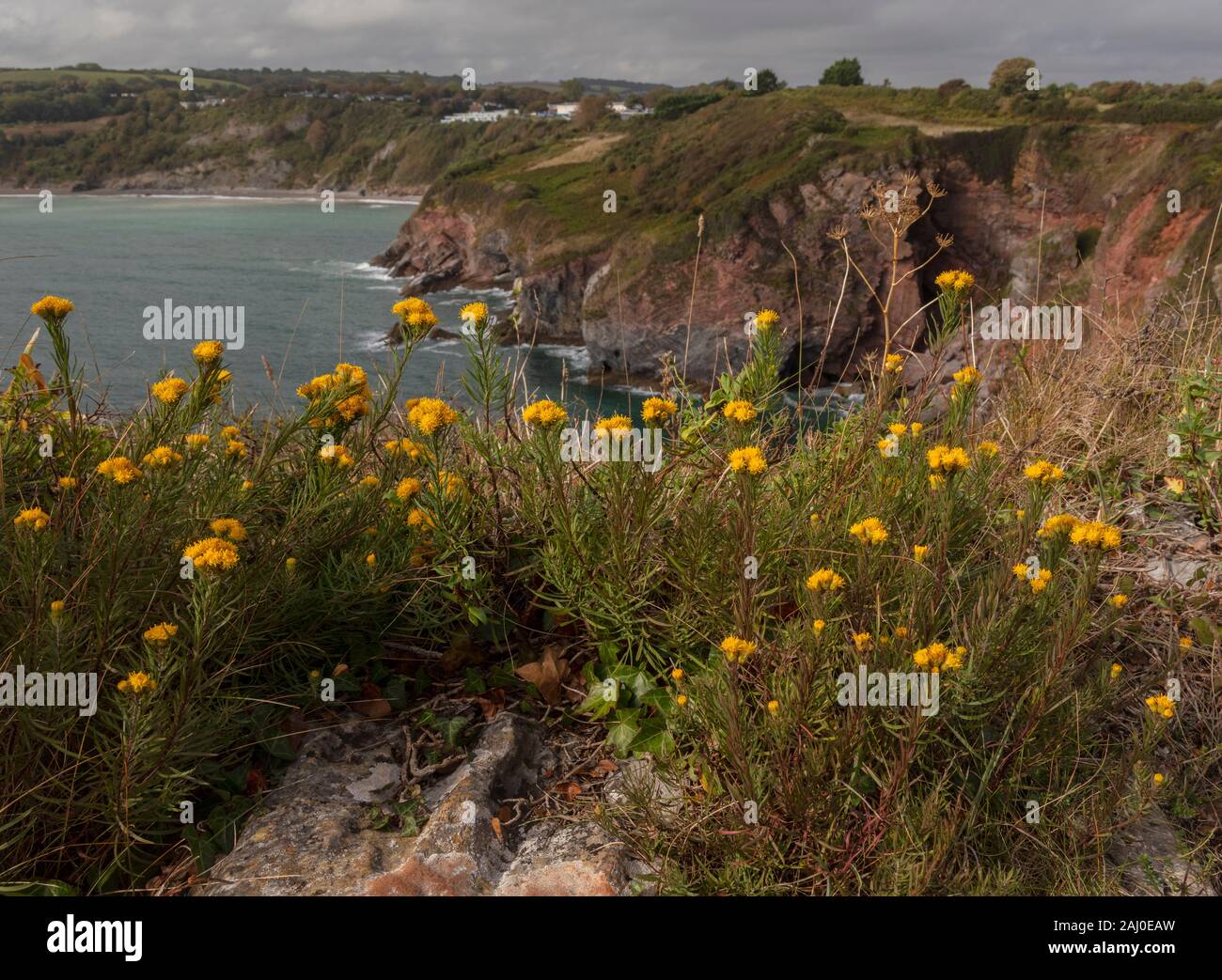 Goldilocks aster, Galatella linosyris, in flower on the limestone cliffs of Berry Head, South Devon. Very rare in UK. Stock Photo