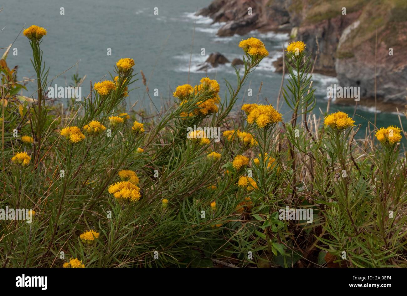 Goldilocks aster, Galatella linosyris, in flower on the limestone cliffs of Berry Head, South Devon. Very rare in UK. Stock Photo
