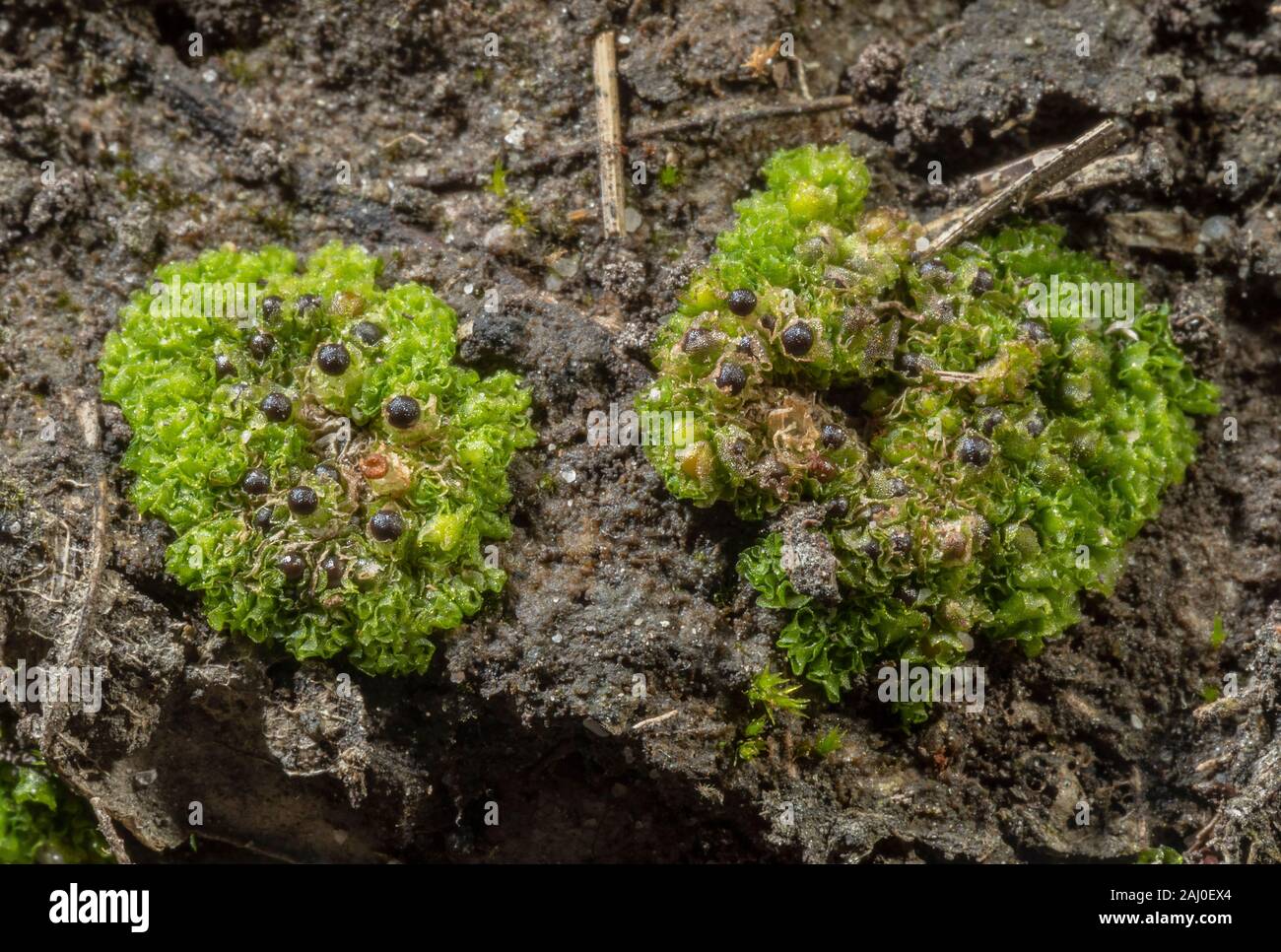 Acid Frillwort, Fossombronia wondraczekii, a liverwort on damp acid heathland, Dorset. Stock Photo