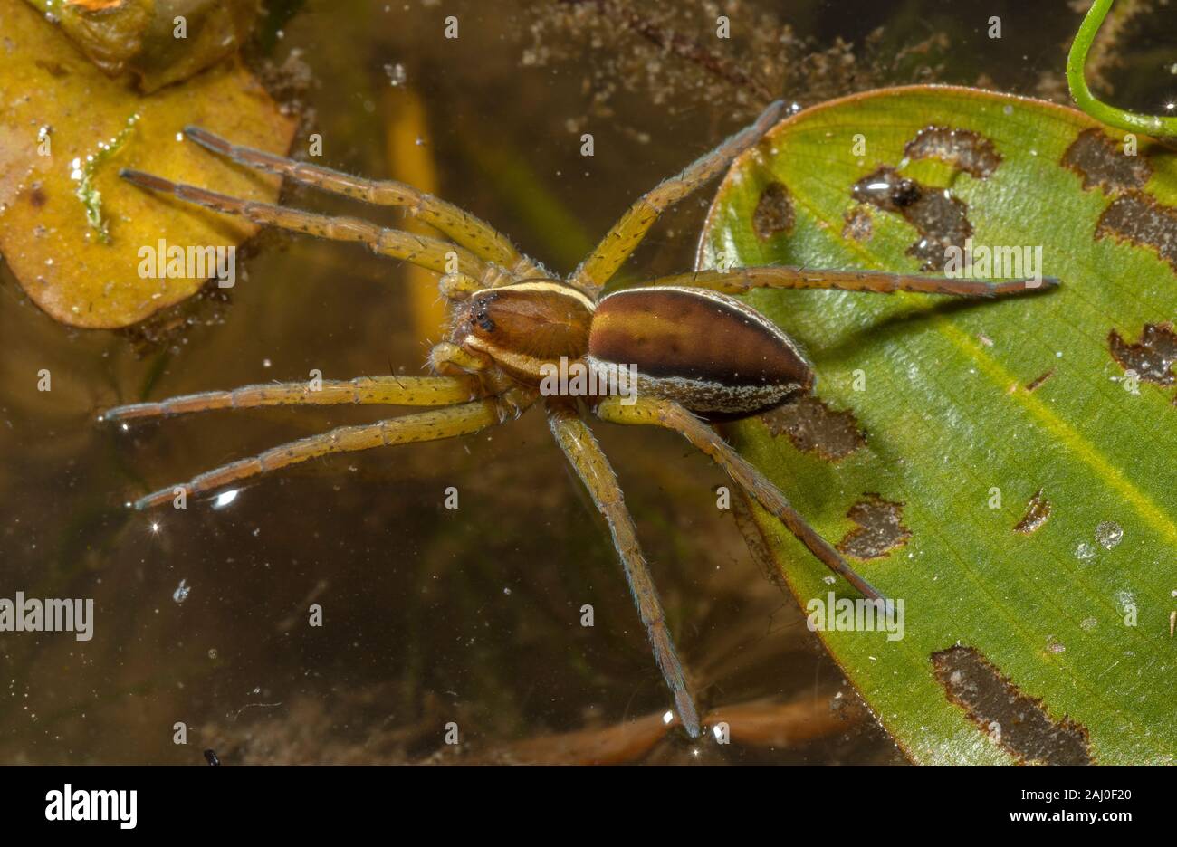 Female Raft spider, Dolomedes fimbriatus; a semi-aquatic spider, sitting on pondweed lead. Pond, Dorset. Stock Photo