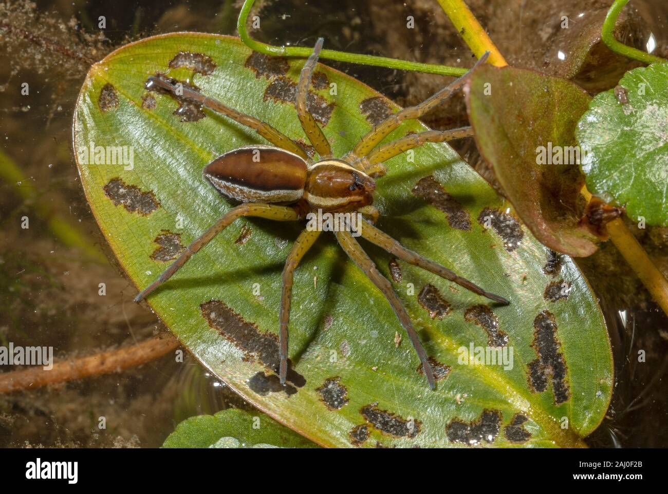 Female Raft spider, Dolomedes fimbriatus; a semi-aquatic spider, sitting on pondweed lead. Pond, Dorset. Stock Photo