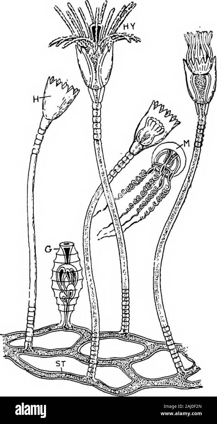 Outlines of zoology . ified medusoid per-sons (medusomes), withmuch division of labour. Physalia (Portugueseman-of-war), Diphyes, Vel-ella, Porpita. IncertcE sedis. Grapto-lites.—Extinct unattachedcolonies with a rod-likeaxis found in UpperCambrian, Ordovician, andSilurian systems. Thecolony is usually linear,and consists of cup-shapedhydrothecee borne on one,two, or four sides of thesolid axis {virgula). Eachopens into a commonmedian canal. At theproximal free end thereis a minute triangularor dagger - shaped body— the sicula — which re-presents the embryonicskeleton. Some repro-ductive bodie Stock Photo