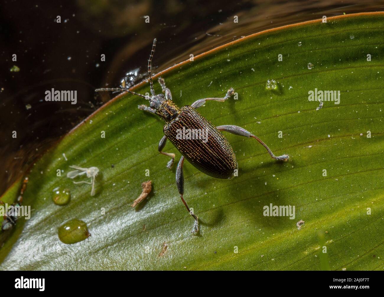 A species of semi-aquatic leaf beetle, Donacia versicolorea on pondweed, Dorset. Stock Photo