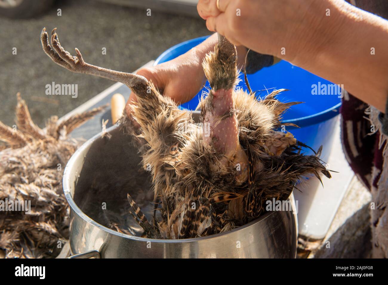 a close up of woman plucking a pheasant Stock Photo