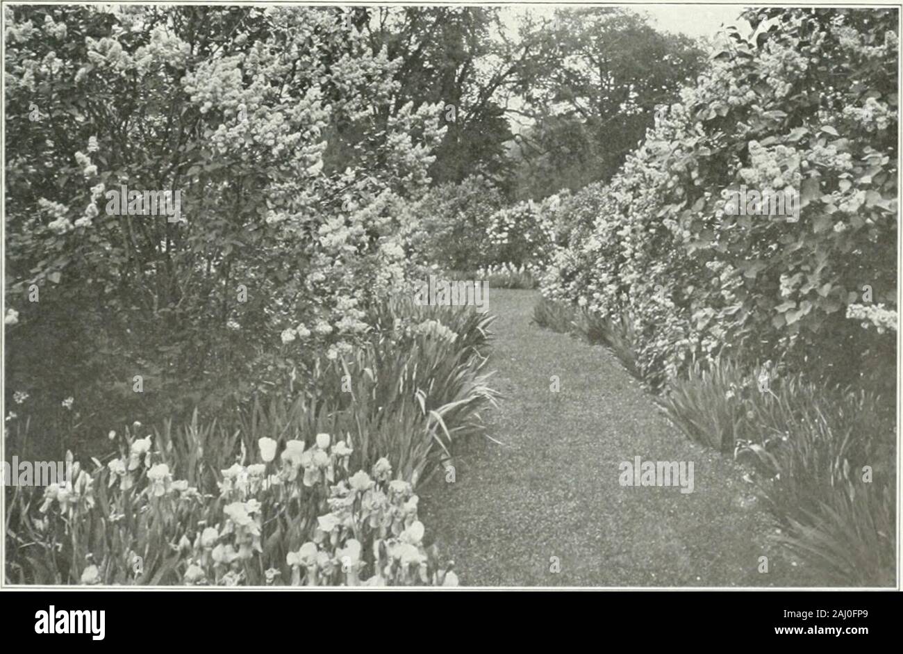 Beautiful gardens in America . From a plwlo^raph by Vurt$ Bi PLATE 15 Wilk-sley, Mass. H. H. Hunnewell, Esq.. From a photograph by The J. llnniC .f&lt;Farland Co. Holm Lea, Brookline, Mass. Professor C. S. Sargent PLATE 16 Stock Photo