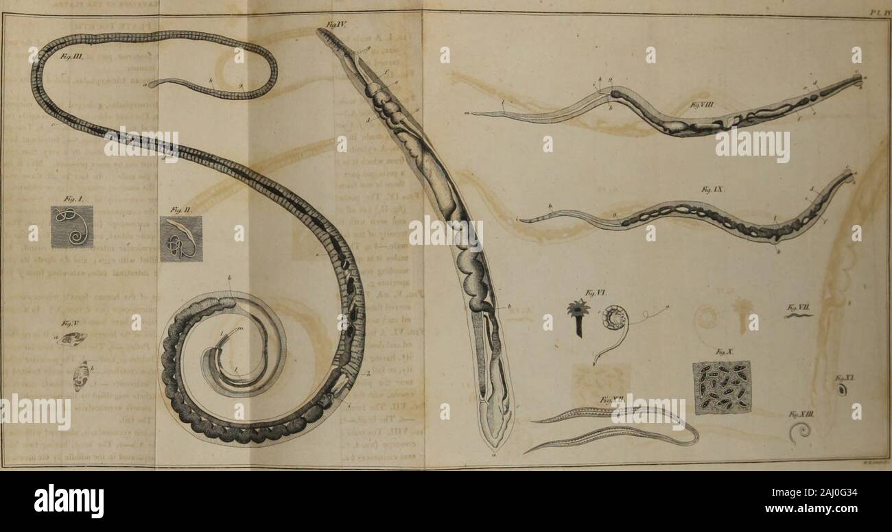 A treatise on verminous diseases : preceded by the natural history of intestinal worms, and their origin in the human body . om that of themale.—b c, The vermicular intestine twined round. In fe-males it is quite filled with eggs; and de shows its coursewinding round the intestinal tube, extending from f to theaperture g.Fig. V. ab, Two eggs of the human female tricocephalus, ob-served through the microscope (no. 2, tube A.) In a contort-ed sack several hundreds have been found.Fig. VI. A tricocephalus of the lacerta apoda, as it is represent-ed and described by Pallas—a, The head, or anterior Stock Photo